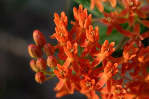 Asclepias tuberosa #1